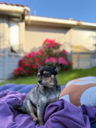 Infratrol Home Away Dog Chip Infratrol Do Neutered Female Dogs