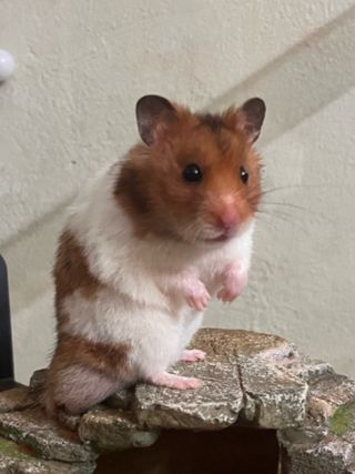 Pet Sitter in Ipoh area (nearby to, Ipoh Dania's Daycare