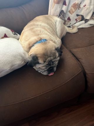 Pet Daycare in Shamrock Street, Aumsville Ruff Resort