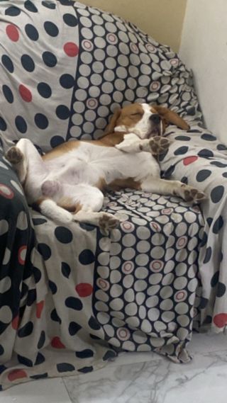 Pet Hotel Home Pet Boarding in Near Dwarka Expressw, Gurugram