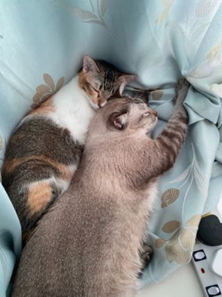 Pet Hotel Home Pet Boarding in Desa Villa Condomini, KL Little