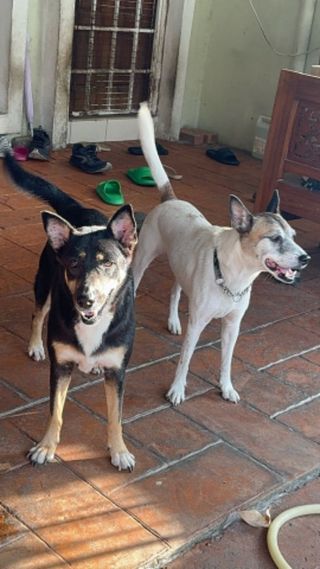 Pet Hotel Home Pet Boarding in Puncak Alam, Kota Da, Bandar Puncak