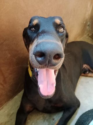 Dog Hotel Home Pet Boarding in Chennai, Chennai Dog House