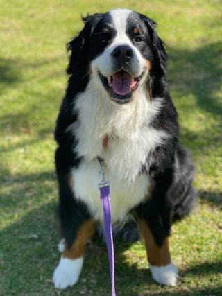 Pet Boarding in City of Melville Leeming The Ruff Barn In Leeming