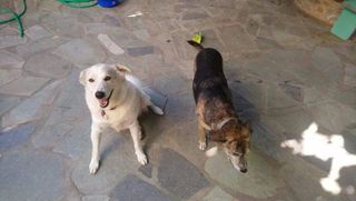 Maitas, Pet Walker in Toulouse