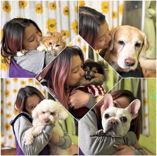 Pet Hotel Home Pet Boarding in Noida, Delhi, New De, Noida Woof