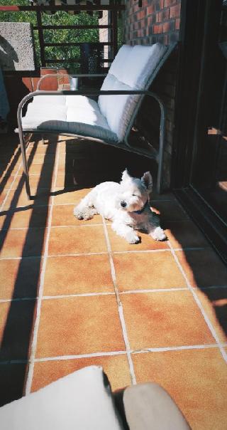Ana, Pet Walker in Saint-Gilles