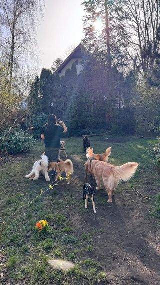 CityPets, Pet Boarder in Warsaw
