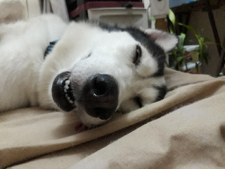 Quezon City Dog Obedience School Near Me Dog Boarding Karachi