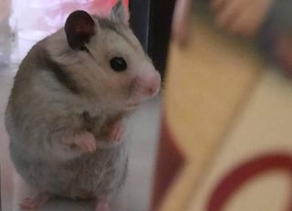 Pet Daycare in USJ 10 (taipan), SS1, Subang Jaya Usj Furry