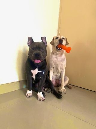 Pet Hotel Home Pet Boarding in Grihapravesh Sector Noida