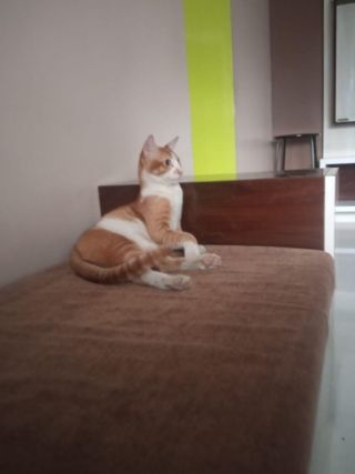 Pet Hotel Home Pet Boarding in Anant heights housin, Pimpri