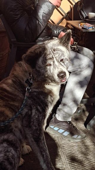 Natalia, Pet Walker in Tallinn