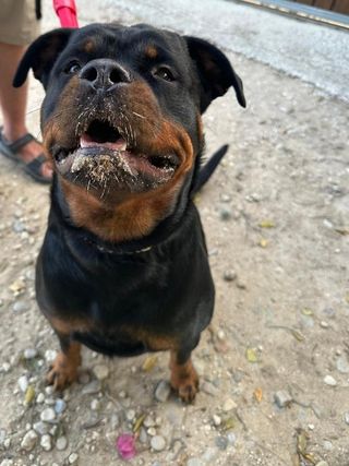 Pet Hotel Home Pet Boarding in El Palmar Cádiz), Vejer De La