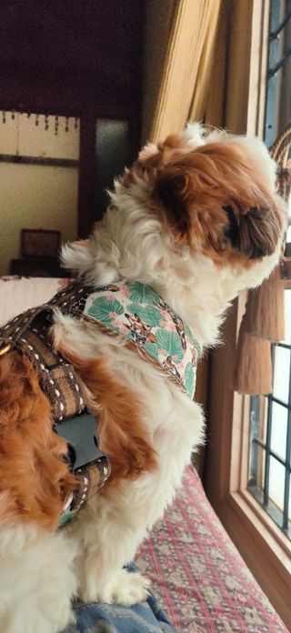 Paw Space Pet Boarding Near Me For Dogs Pet Daycare In Sai Baba