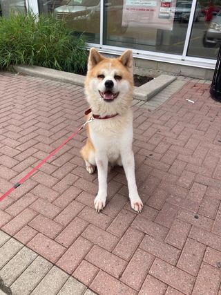 Erlangen/Nuremberg Pet Sitting