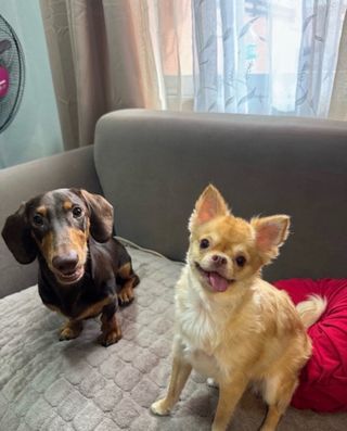 Pet Hotel Home Pet Boarding in IT Park Cebu City, Cebu City Four