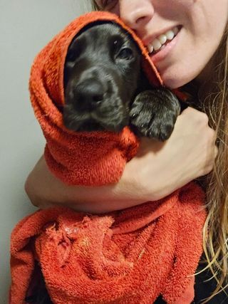 Pet Boarding in Hilliard ohio, Hilliard Anna's Pet Hotel And Spa