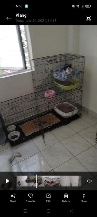 Wani, Pet Boarder in Klang