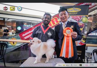 Pet Grooming in Johor Johor Bahru Celebrity Pet Villa