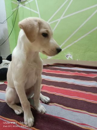 Pet Hotel Home Pet Boarding in Panvel Shubham Dog Training