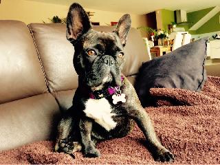 dog boarding and grooming near me