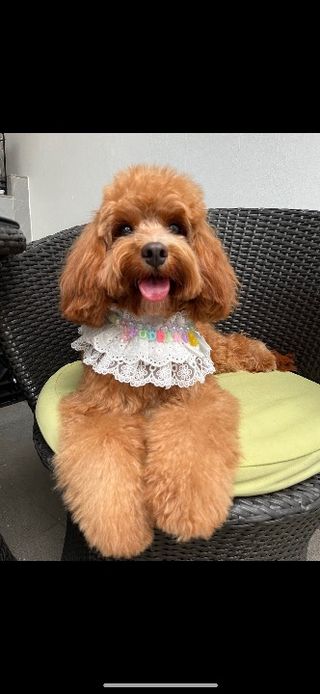 Pet Hotel Home Pet Boarding in Siglap 37 Elite Park Avenue