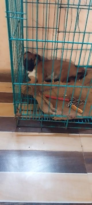 Mumbai Cat And Dog Adoption Near Me Spca Find Foster Home For Dog
