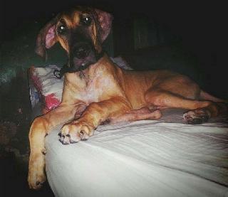 licensed and bonded pet sitters near me