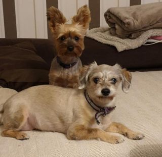 Best Seoul Pet Care & Dog Walking Servic .....