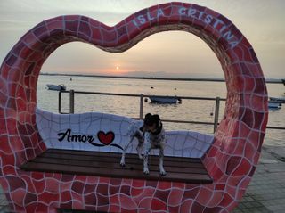 Top Grooming in Isla Cristina with Best Prices on PetBacker