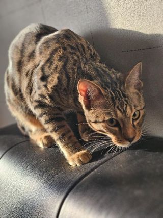 Pet Hotel Home Pet Boarding in DUBAI,SHARJAH,AJMAN, Dubai Cat's