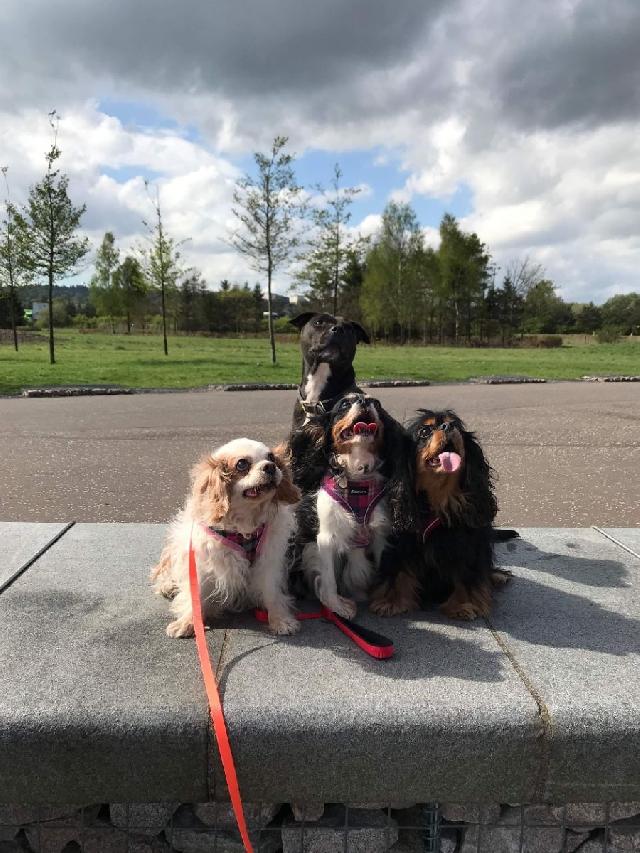 Dog Boarding in Falkirk, Redding The Paw House Dog Boarding Falkirk