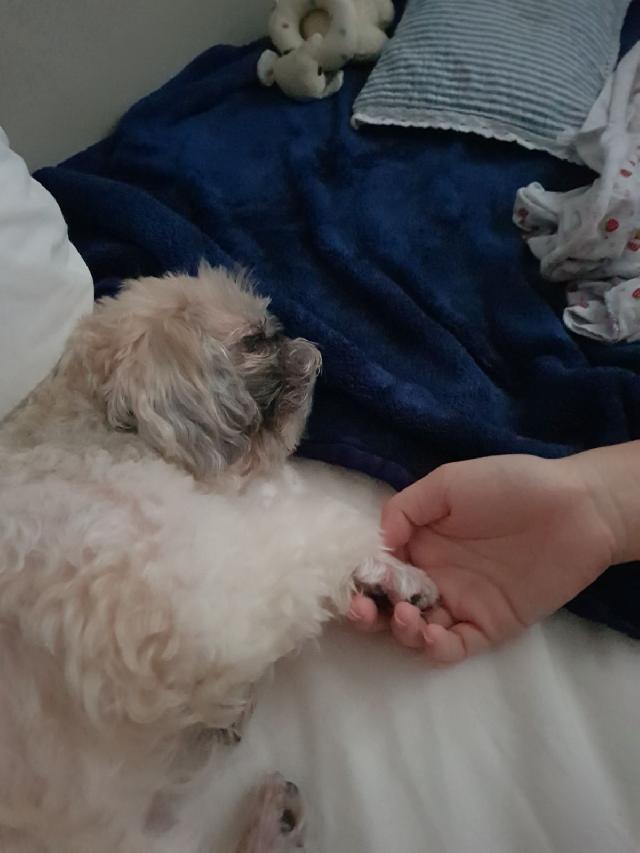 Dog Hotel Home Pet Boarding in Yishun Street 21, Yishun Cherish