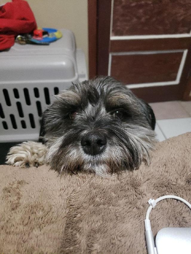 Pet Boarding in Edgehill Drive North, Calgary Caitlin In Home