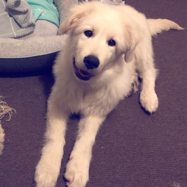 Cat, Dog Boarding in Geelong/Bellarine, Curlewis Bellarine Pet Boarding PetBacker Home Pet Hotel