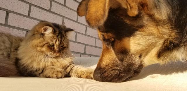 cat boarding north york