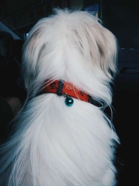 Dog, Cat Grooming in QC or Marikina, Parañaque City Trail Of