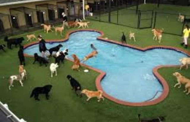 Pet Paradise Vip Pet Resorts Dog Daycare Vip Dog Hotel Dog Kennels - Main Image