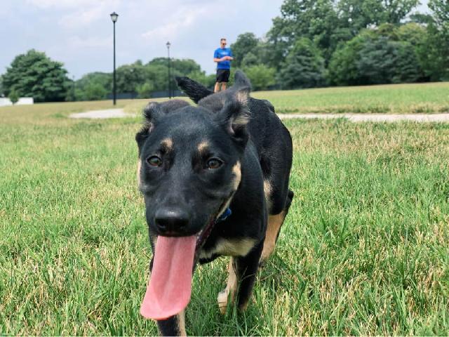 last minute dog kennels near me