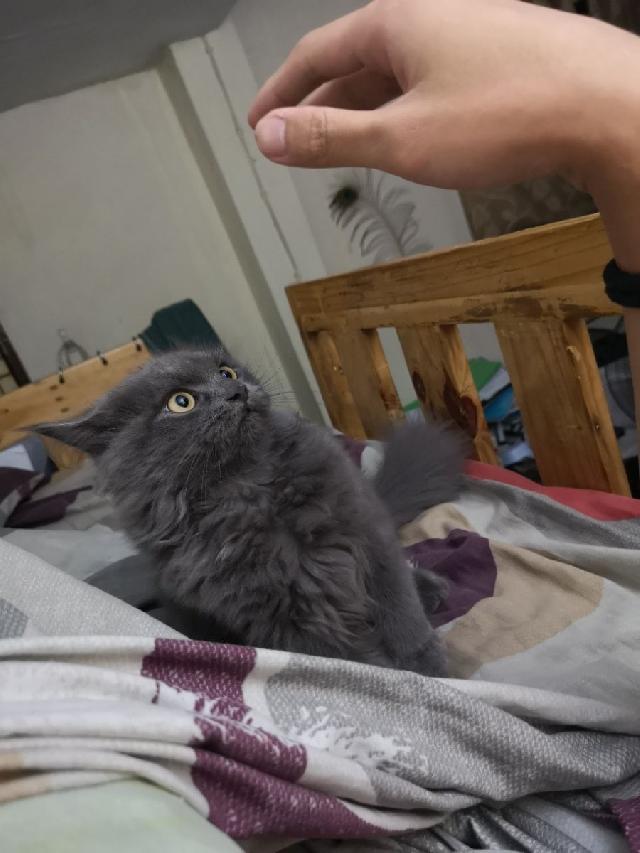 Pet Hotel Home Pet Boarding in Quezon City , Quezon City Junami Pet