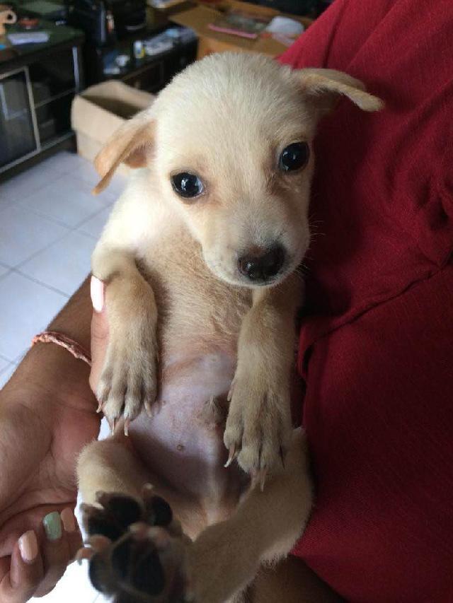 Puchong Utama Best Pet Hotel Home Boarding Taman Puchong Utama