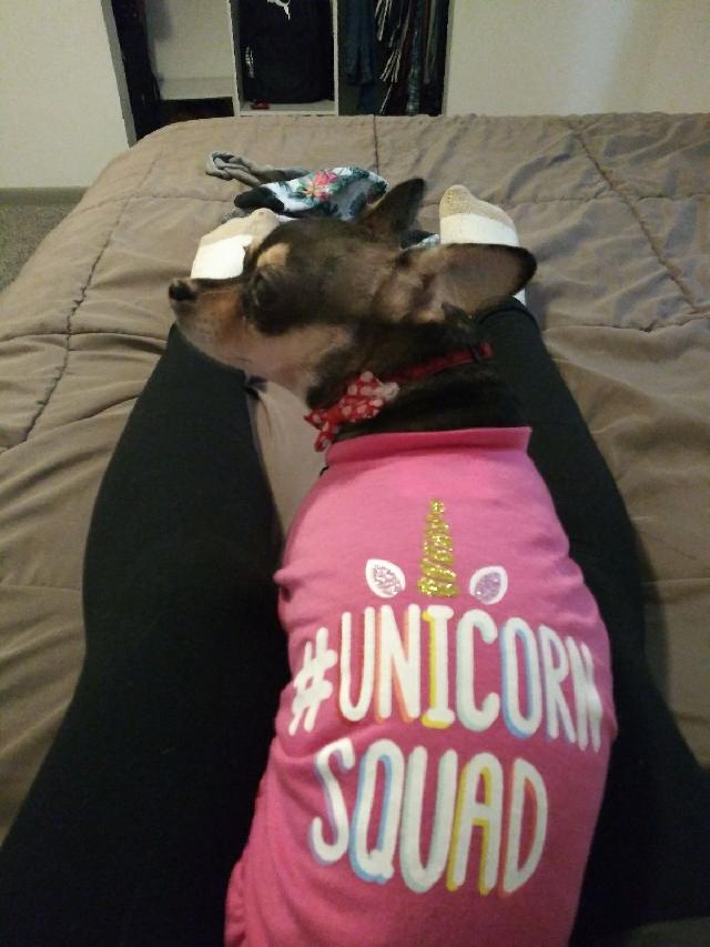 dog boarding home from home near me