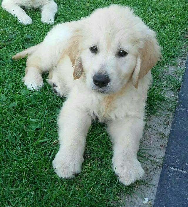 sarah's pet care and services