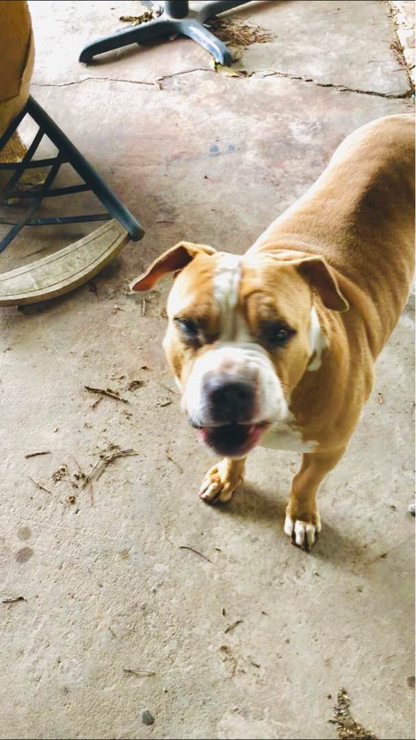 best pet hotel near me