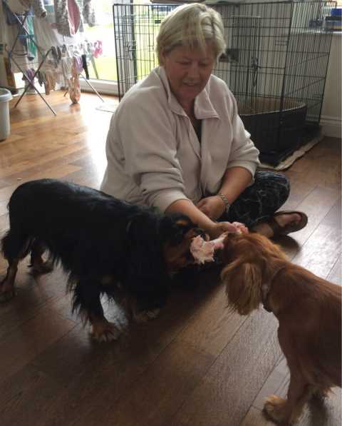 Pet Boarding in Stoke on Trent Blythe Bridge ST11 Pawsome