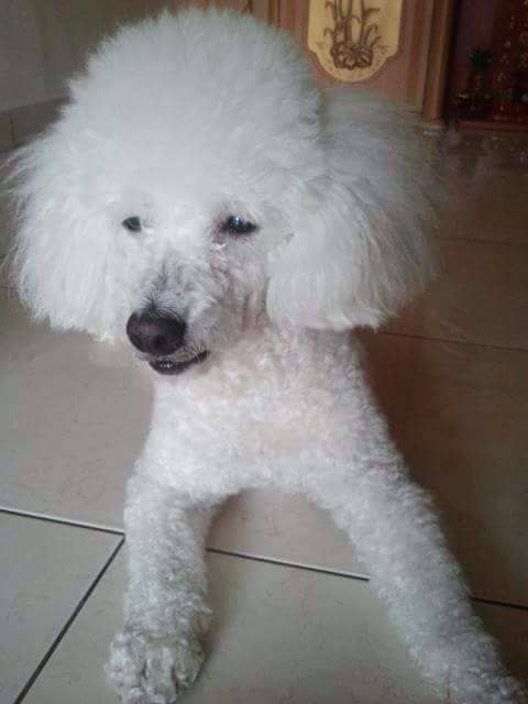 Taman Pusat Bercham Ipoh Steed S Delivery Petbacker Perak