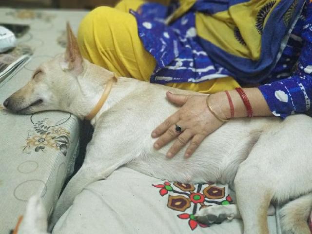 Dog Hotel Home Pet Boarding in Chattarpur, Delhi, New Delhi