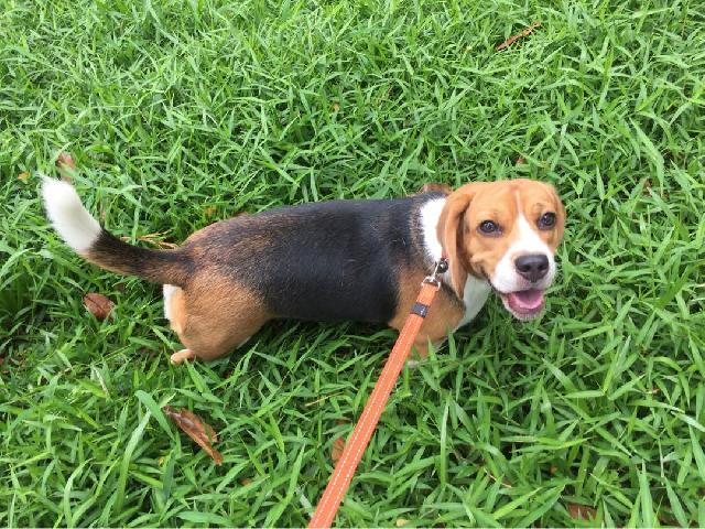 Dog, Cat Hotel Home Pet Boarding in River valley, Singapore