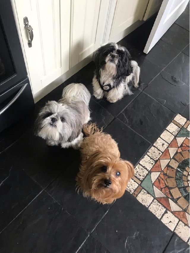 Dog Boarding in The Meadows, County Durham Dog Boarding PetBacker